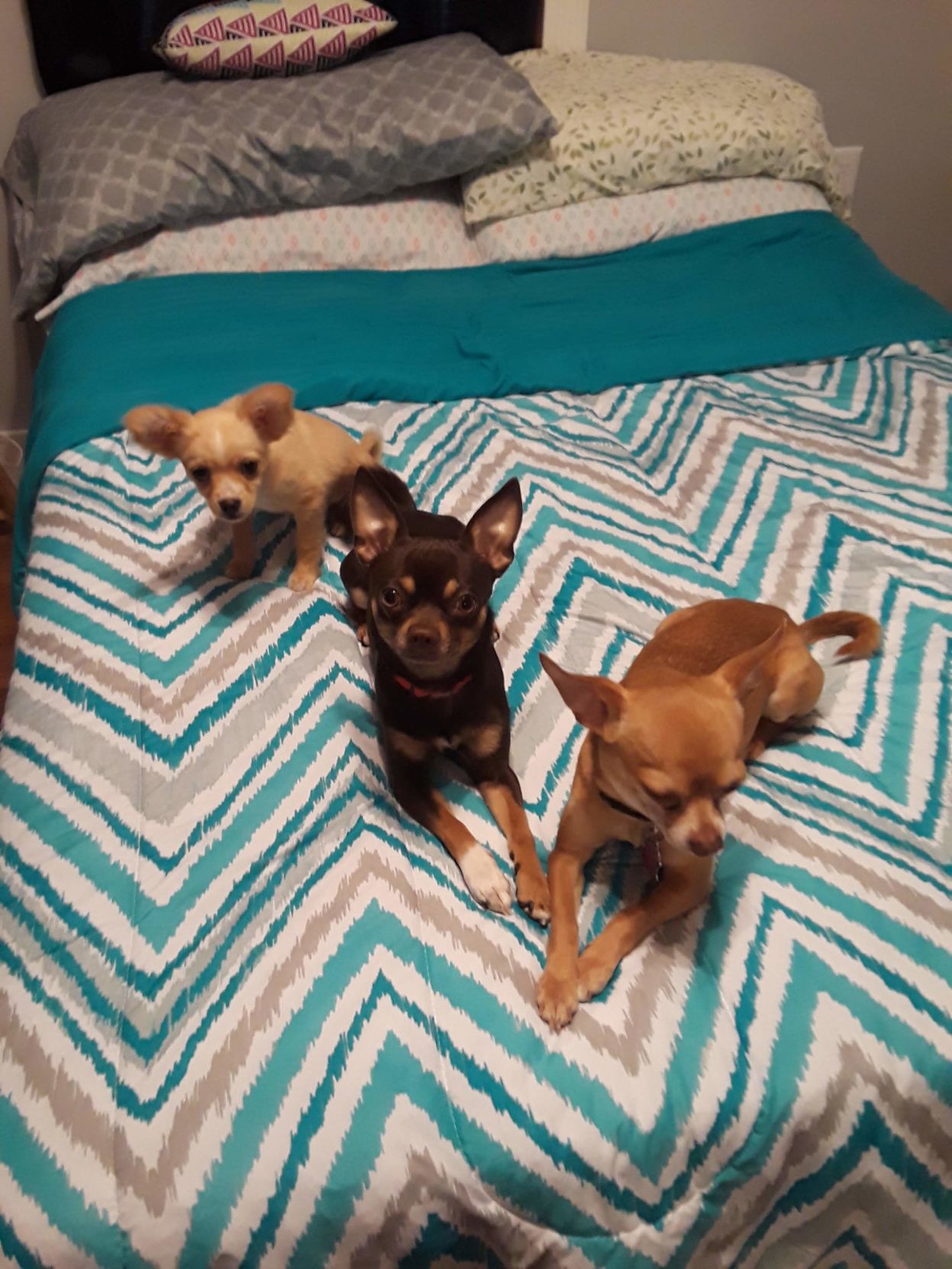 Louie, Cooper and Dobby